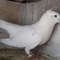 کفتر