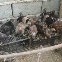 جوجه ویاندوت اصیل
