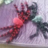 عنکبوت آویز به سقف