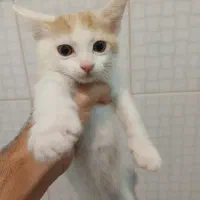 گربه