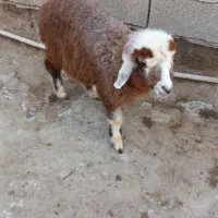 گوسفند