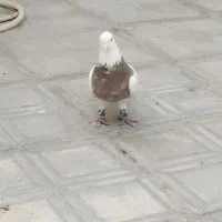 طوقی هفت رنگ