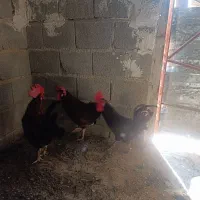 سلام دوستان سه خروس بزرگ دارم برای فروش