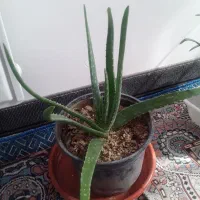 گل طبیعی