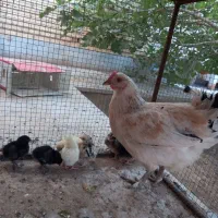 فروش مرغ کرچ با جوجه ها