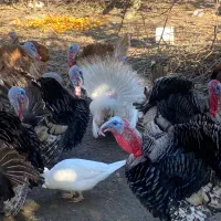 بوقلمون محلی ارگانیک فروشی