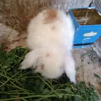 خرگوش