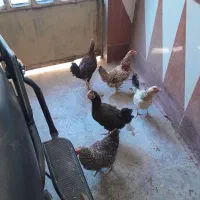 مرغ تخمگذار شرط