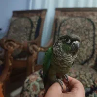 گرینچیک
