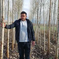 نمایندگی صنوبر میاندوآب بقیمت عمده|خدمات باغبانی و درختکاری|ساری, |دیوار