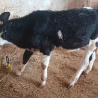 گوساله