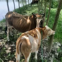 گاو چالوسی