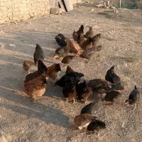 مرغ تخم گذار محلی