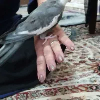 عروس هلندی جفت دستی