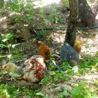 مرغ خروس نیمچه