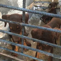 فروش توله دوبرمن اصیل