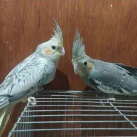 جوجه عروس،هلندی