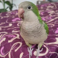 سرخس طوطی راهب