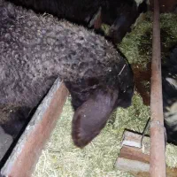 بره ریز