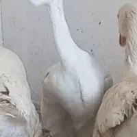 قوغاز خالماگور