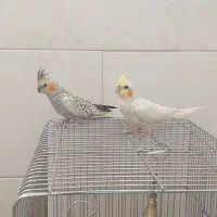 یک جفت عروس هلندی جوجه
