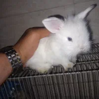 خرگوش لوپ عروسکی