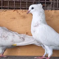 کبوتر اراکی