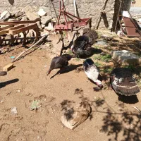 بوقلمون تخم گذار