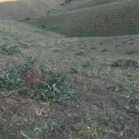 علف