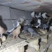22 کبوتر