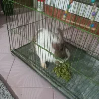 خرگوش