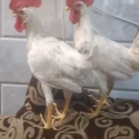 خروس سفید