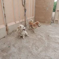 سگ پاپی اشپیتز