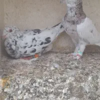کفتر سار سرونج