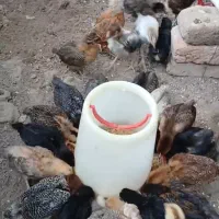 جوجه اولین بار در اردبیل