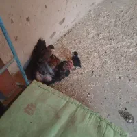 خروس و مرغ لاری