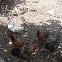 مرغ خروس