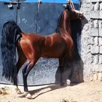 اسب نریان کرد