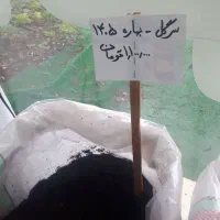 چای بهاره لاهیجان چین اول