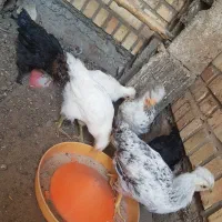 ۶عدد جوجه۲ونیم ماهه