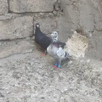 سوسکی نر ذاغ ماده آلمانی