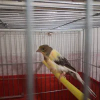 ابلق