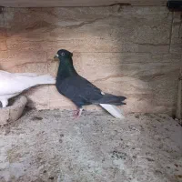 کفتر|پرنده|اشتهارد, |دیوار