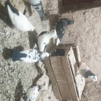 فروش کبوتر سینه چتن