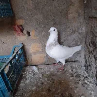 کفتر معاوضه با پرنده خونگی