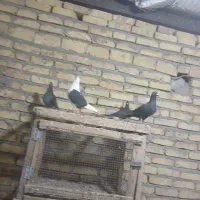 کبوتر