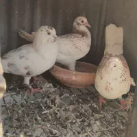 کبوتر پرشی ایرانی