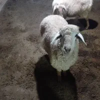 گوسفند باره بزرگ