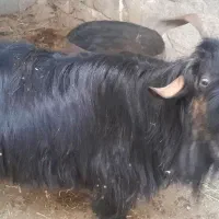 بزت