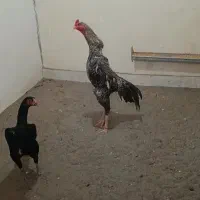 اوشامو
